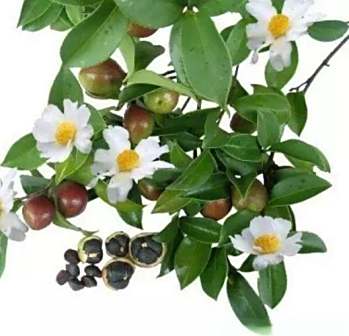 麻城茶油